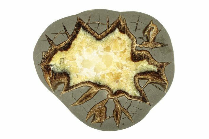 Polished Septarian Slab - Utah #264568